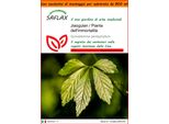Saflax Garden In The Bag - Jiaogulan / Pianta Dell'immortalità - 30 Semi - Gynostemma