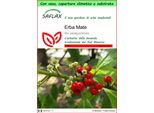 Saflax Garden To Go - Erba Mate - 10 Semi - Ilex