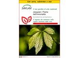 Saflax Insieme Di Coltivazione - Jiaogulan / Pianta Dell'immortalità - 30 Semi - Gynostemma