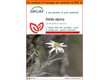 Saflax Garden In The Bag - Stella Alpina - 500 Semi - Leontopodium