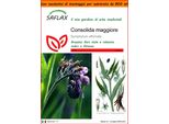 Saflax Garden In The Bag - Consolida Maggiore - 15 Semi - Symphytum