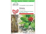 Saflax Garden To Go - Ginseng - 10 Semi - Panax