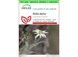 Saflax Garden To Go - Stella Alpina - 500 Semi - Leontopodium