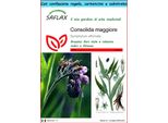Saflax Set Regalo - Consolida Maggiore - 15 Semi - Symphytum