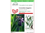 Saflax Garden To Go - Consolida Maggiore - 15 Semi - Symphytum