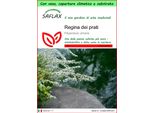 Saflax Garden To Go - Regina Dei Prati - 500 Semi - Filipendula