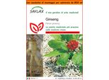Saflax Garden In The Bag - Ginseng - 10 Semi - Panax