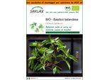 Saflax Garden In The Bag -- Basilico Tailandese - 250 Semi - Ocimum