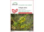 Saflax - Trifoglio Dolce - 250 Semi - Melilotus
