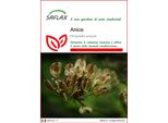 Saflax - Anice - 200 Semi - Pimpinella