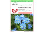 Saflax Garden To Go - Non Ti Scordar Di Mé - 150 Semi - Myosotis
