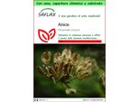 Saflax Garden To Go - Anice - 200 Semi - Pimpinella