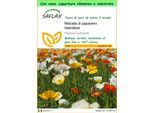 Saflax Garden To Go - Miscela Di Papavero Islandese - 8000 Semi - Papaver