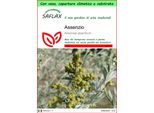 Saflax Garden To Go - Assenzio - 500 Semi - Artemisia