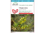 Saflax Set Regalo - Trifoglio Dolce - 250 Semi - Melilotus