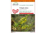 Saflax Garden In The Bag - Trifoglio Dolce - 250 Semi - Melilotus