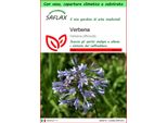 Saflax Garden To Go - Verbena - 250 Semi - Verbena