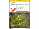 Saflax Insieme Di Coltivazione - Trifoglio Dolce - 250 Semi - Melilotus
