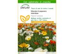 Saflax - Miscela Di Papavero Islandese - 8000 Semi - Con Substrato - Papaver
