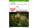 Saflax - Anice - 200 Semi - Con Substrato - Pimpinella