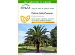 Saflax - Palma Delle Canarie - 10 Semi - Con Substrato - Phoenix