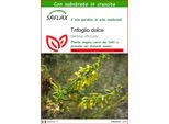 Saflax - Trifoglio Dolce - 250 Semi - Con Substrato - Melilotus