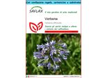 Saflax Set Regalo - Verbena - 250 Semi - Verbena