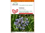 Saflax Garden In The Bag - Verbena - 250 Semi - Verbena