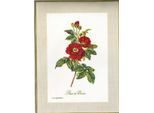 Thea Gouverneur Kit Punto Croce "Rose Van Spaendonck Evenweave"", 26X38Cm"