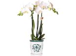 Colibrì Orchidee Bianche Phalaenopsis Amabilis + Malaga Vaso Decorativo Verde - Dimensione Vaso 9Cm