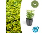 Copertura Del Terreno - Fuso Strisciante - Euonymus Fortunei 'Emerald Gold' - Vaso Da 9 Cm - Set Di 6 Piante