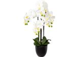 Gasper Orchidea Farfalla - Phalenopsis White 4 Pannocchie In Vaso 69 Cm - Piante Artificiali
