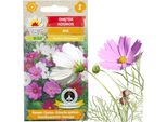 Mayfly Kosmos Mix Di Colori Mayfly Semi Di Fiori 1G Per Aiuole Da Giardino
