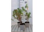 6 X Euphorbia Polychroma - Euforbia - Vaso 9 X 9 Cm