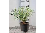 6 X Euphorbia Char. 'Wulfenii' - Euforbia - Vaso 9 X 9 Cm