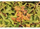 6 X Euphorbia Griffithii 'Dixter' - Euforbia - Vaso 9 X 9 Cm