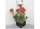 6 X Euphorbia Martinii - Euforbia - Vaso 9 X 9 Cm
