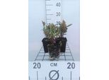 6 X Euphorbia Amygd. 'Purpurea' - Euforbia - Vaso 9 X 9 Cm
