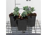 6 X Euphorbia Cyparissias - Euforbia - Vaso 9 X 9 Cm