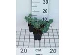 6 X Euphorbia Myrsinites - Euforbia - Vaso 9 X 9 Cm