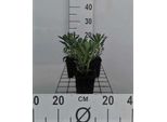 6 X Euphorbia Characias - Euforbia - Vaso 9 X 9 Cm