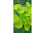 6 X Euphorbia Lathyris - Euforbia - Vaso 9 X 9 Cm