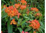 6 X Euphorbia Griffithii 'Fireglow' - Euforbia - Vaso 9 X 9 Cm