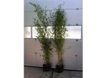 Phyllostachys Aureosulcata 'Spectabilis' Vaso C5-5 Litri Circa 125-150 Cm - Bambù Zig Zag