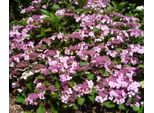 Hydrangea Macrophylla Mariesii Perfecta 20-30 Cm / Vaso 10,5 - Ortensia Dai Fiori Magnifici