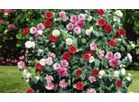 3X Camelia (Camellia Japonica) In Rosso, Rosa E Bianco - Camelie