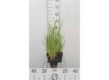 6 X Phalaris Arundinacea - Cannaiola - Vaso 9 X 9 Cm