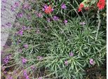 6 X Erysimum 'Bowles' Mauve' - Vernice Oro - Vaso 9X9 Cm