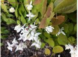 6 X Epimedium Youngianum 'Niveum' - Fiore Delle Fate - Vaso 9X9 Cm