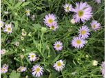 6 X Erigeron Karvinskianus 'Lavender Lady' - Margherita Spagnola - Vaso 9X9 Cm